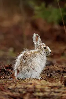 Hares Rabbits Prints: Varying hare (Lepus americanus) Transitional pelage in early spring