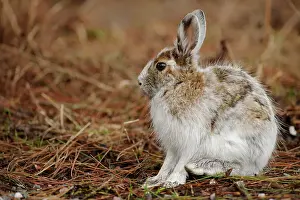 Hares Rabbits Prints: Varying hare (Lepus americanus) Transitional pelage in early spring