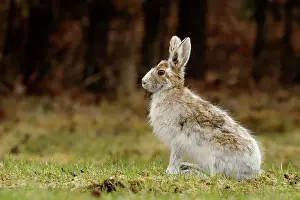 Suburban Prints: Varying hare (Lepus americanus) Transitional pelage in early spring