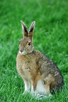 Suburban Prints: Varying hare (Lepus americanus) Transitional pelage in early spring