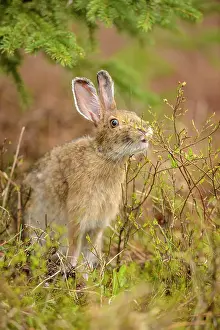 Browsers Prints: Varying hare, Snowshoe hare (Lepus americanus) In spring with tick infestation