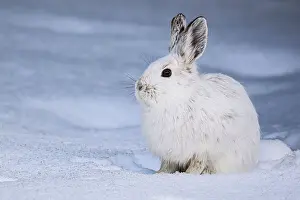 Camouflaged Prints: Varying hare, snowshoe hare (Lepus americanus) White winter phase