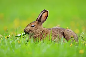Dandelions Prints: Varying/snowshoe hare (Lepus americanus) Eating dandelions
