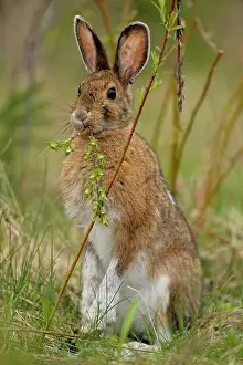 Hares Rabbits Prints: Varying/snowshoe hare (Lepus americanus) Eating willow