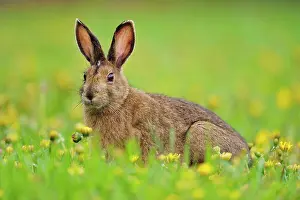 Small Mammals Prints: Varying/snowshoe hare (Lepus americanus) Foraging for grass and dandelions on a lawn