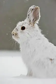 Small Mammals Prints: Varying/snowshoe hare (Lepus americanus) Late winter