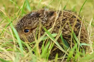 Concealed Prints: Varying/snowshoe hare (Lepus americanus) Newborn baby attempting to camouflage in grass