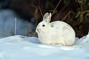 Hares Rabbits Prints: Varying/snowshoe hare (Lepus americanus) Winter pelage