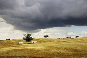 Plain Prints: The vast plains of Alentejo with cork trees