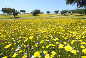 Plain Prints: The vast plains of Alentejo with cork trees, in Spring