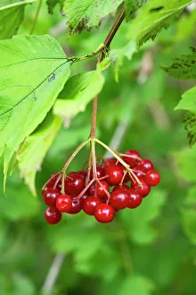 Berry Prints: Vattlefjall Nature Reserve, Sweden