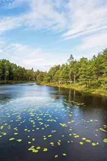 Gothenburg Prints: Vattlefjall Nature Reserve, Sweden