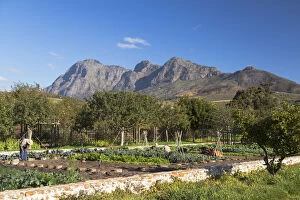Vegetable garden at Babylonstoren Wine Estate, Paarl, Western Cape, South Africa