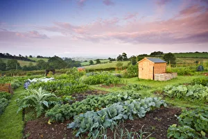 Shed Prints: Vegetable growing on a rural Allotment, Morchard Bishop, Devon, England