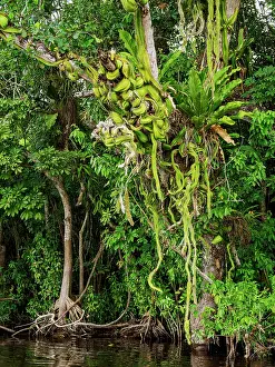 New River Prints: Vegetation at the bank of the New River, Orange Walk District, Belize