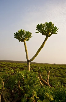 Life Style Prints: Vegetation in the middle of volcanic rocks in Lanzarote Island
