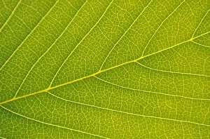 Images Dated 10th February 2009: Veins of Leaf