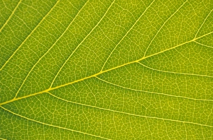 Leaf Prints: Veins of Leaf