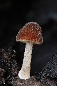Hampshire Prints: Velvet Shield (Pluteus umbrosus)