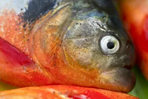 Images Dated 8th February 2011: Venezuela, Delta Amacuro, Orinoco Delta, Piranha Fish