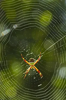 Spider Prints: Venezuela, Guayana, Canaima National Park, Spider