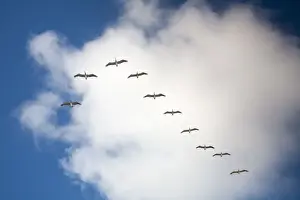 Venezuela, Nueva Esparta, Isla De Margarita - Margarita Island, Pelicans flying over