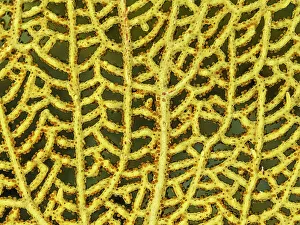 Invertebrate Prints: Venus Sea Fan (Gorgonia flabellum), Grand Cayman, Cayman Islands, British West Indies