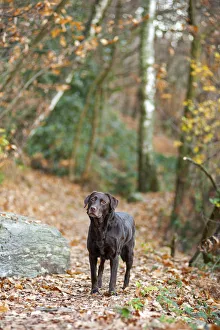 Chocolate Prints: Verbania, Piedmont, Italy, Europe. A chocolate labrador retriever is standing on a