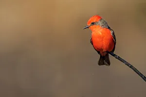 Backyard Suburban Prints: Vermilion flycatcher (Pyrocephalus rubinus), St. Marks NWR, Florida, USA