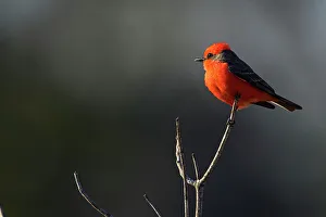 Backyard Suburban Prints: Vermilion flycatcher (Pyrocephalus rubinus) Male, St. Marks NWR, Florida, USA