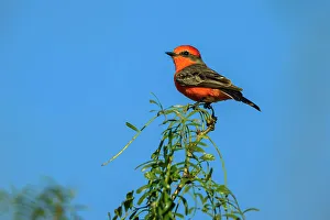 Perching Prints: Vermilion flycatcher (Pyrocephalus rubinus) Male