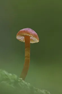 Fungus Prints: Vermillion Waxcap (Hygrocybe miniata), Uplyme, Devon, England, UK