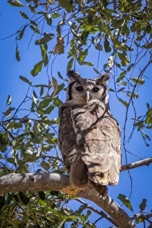 Images Dated 17th June 2021: Verreauxs Eagle Owl, Moremi Game Reserve, Okavango Delta, Botswana