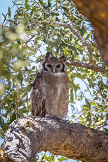 Images Dated 17th June 2021: Verreauxs Eagle Owl, Moremi Game Reserve, Okavango Delta, Botswana