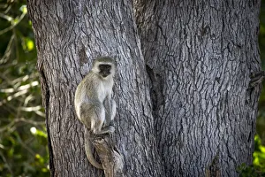 Monkey Prints: Vervet Monkey, Okavango Delta, Botswana