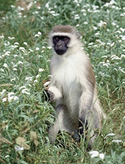 Samburu District Prints: A vervet monkey stands on its hind legs among Heliotropium