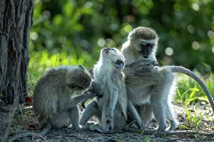Images Dated 16th December 2022: Vervet Monkeys, Okavango Delta, Botswana