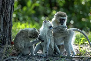 Vervet Monkeys, Okavango Delta, Botswana