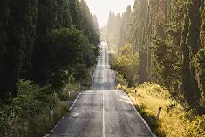 Images Dated 24th September 2020: Viale dei Cipressi (Cypress Avenue), Bolgheri, Livorno province, Tuscany, Italy