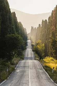 Images Dated 24th September 2020: Viale dei Cipressi (Cypress Avenue), Bolgheri, Livorno province, Tuscany, Italy