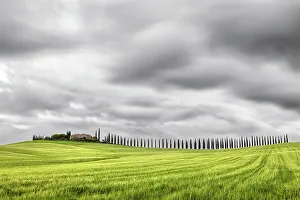 Bagno Vignoni Prints: Viale di cipressi near Bagno Vignoni, Val D'Orcia, Tuscany, Italy