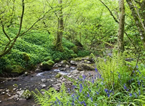 Vibrant Spring woodlands either side of the River Ennig at Cwm Pwll-y-Wrach Nature