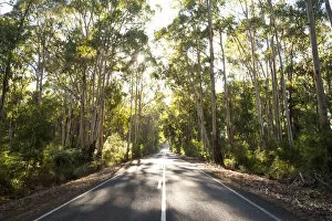 Eucalyptus Gallery: Victoria, Australia. Road through eucalyptus forest