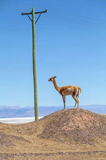 Images Dated 24th August 2023: Vicuna, Jujuy, Argentina