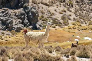 Republica Del Peru Prints: Vicuna (Vicugna vicugna) at Salinas y Aguada Blanca National Reserve
