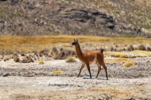 Republica Del Peru Prints: Vicuna (Vicugna vicugna) at Salinas y Aguada Blanca National Reserve