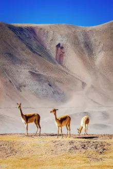 Camelid Prints: Vicunas grazing on the Andes altiplano, Puna, Argentina
