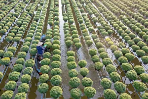 Cultivation Prints: Vietnam, Dong Thap, Sa Dec village