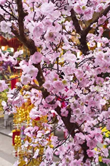 North Vietnam Prints: Vietnam, Hanoi, Tet Lunar New Year, cherry blossoms for sale