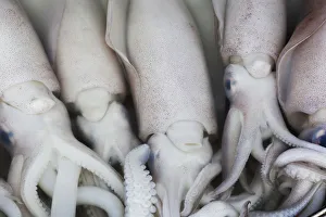 Saigon Gallery: Vietnam, Ho Chi Minh City, Ben Thanh Market, Seafood Stall, Squid